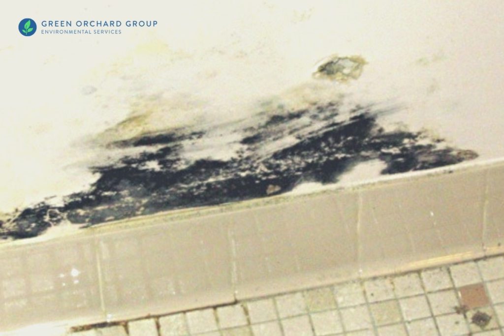 Toxic black mold identification photos and info. What toxic mold