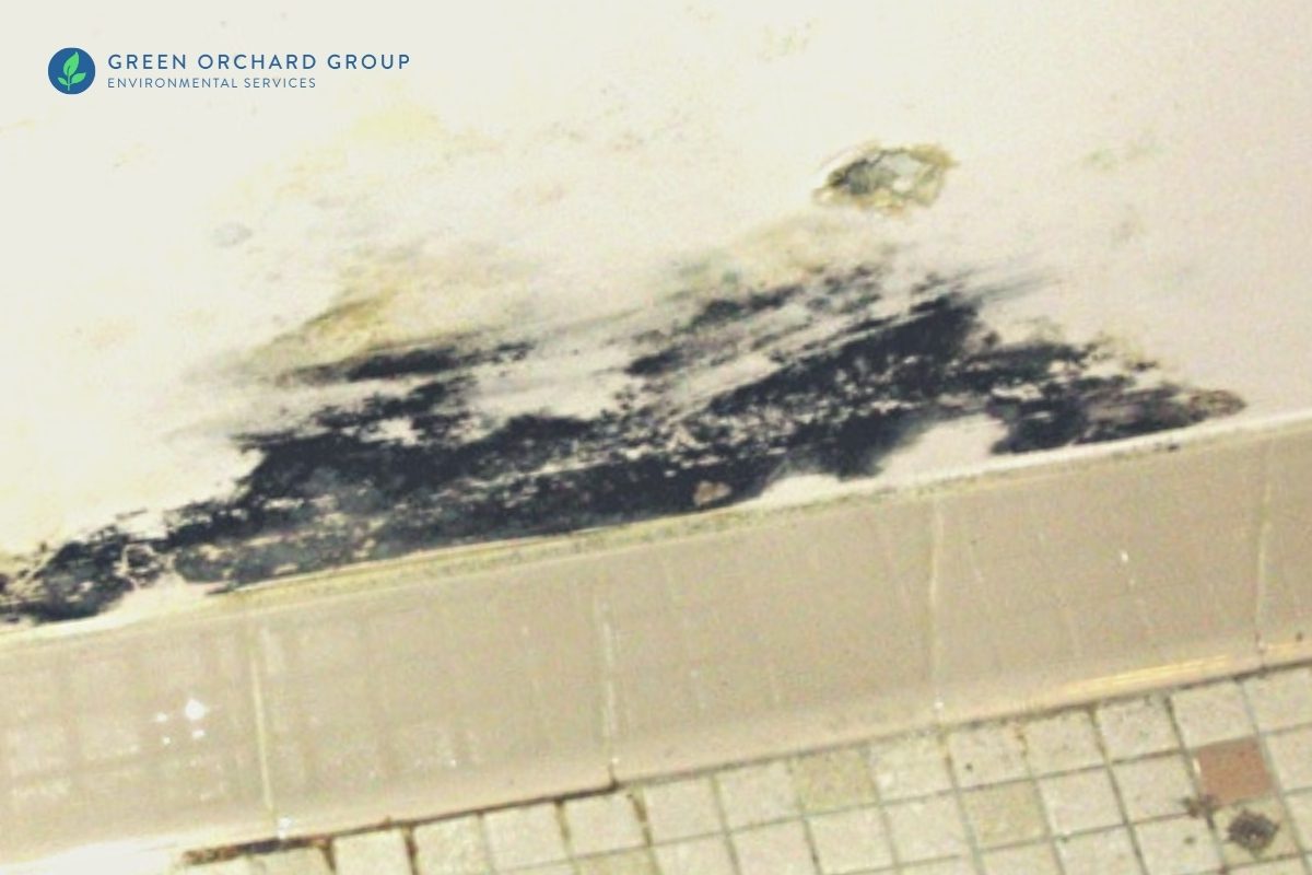 What is Non Toxic Black Mold? Risks, Identification, Removal