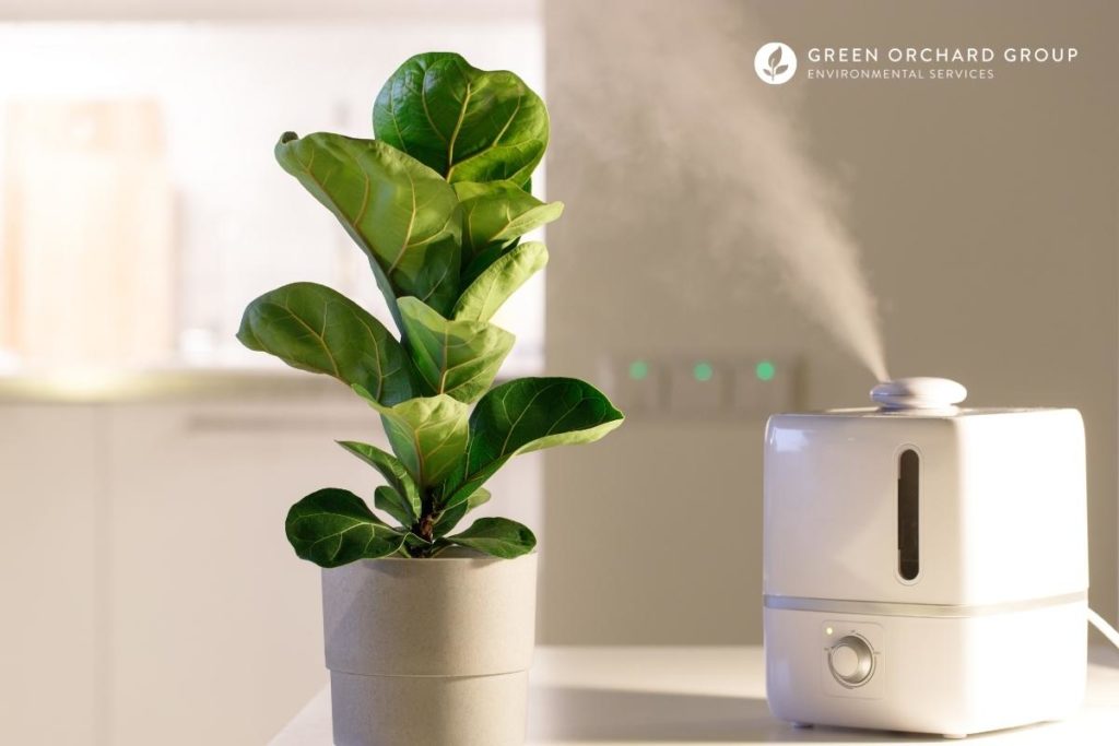 5 Air Purifying Essential Oils That Kill Mold