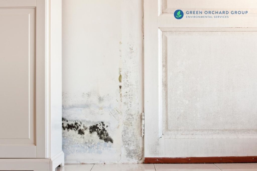 5 Signs You May Have Black Mold And How To Get Rid Of It